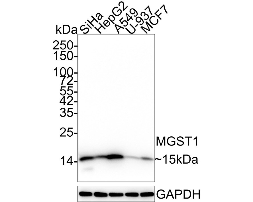 Microsomal Glutathione S-transferase 1 Antibody (14H2-R) Western Blot: Microsomal Glutathione S-transferase 1 Antibody (14H2-R) [NBP3-32594]