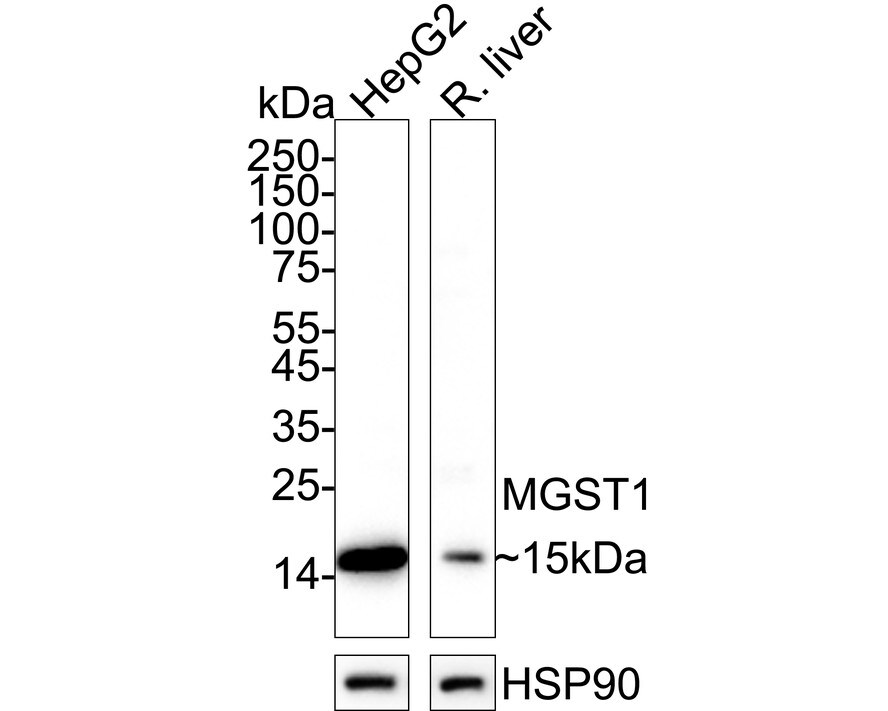 Microsomal Glutathione S-transferase 1 Antibody (14H2-R) Western Blot: Microsomal Glutathione S-transferase 1 Antibody (14H2-R) [NBP3-32594]