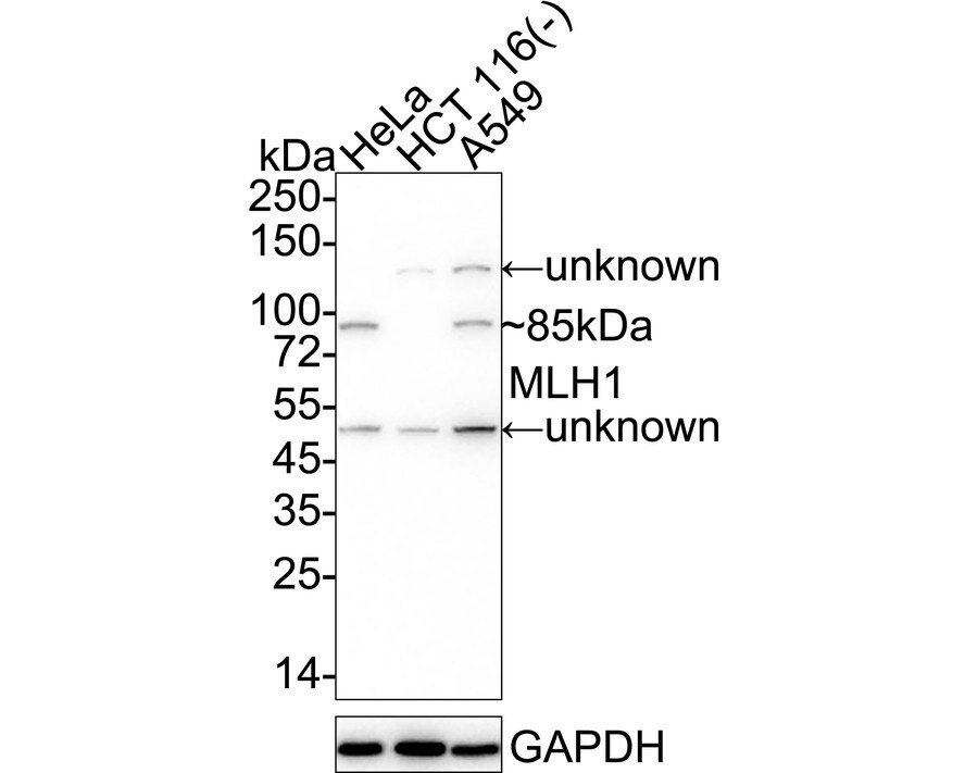 MLH1 Antibody (PD01-61) Western Blot: MLH1 Antibody (PD01-61) [NBP3-32599]