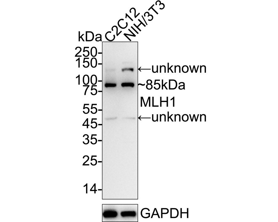 MLH1 Antibody (PD01-61) Western Blot: MLH1 Antibody (PD01-61) [NBP3-32599]