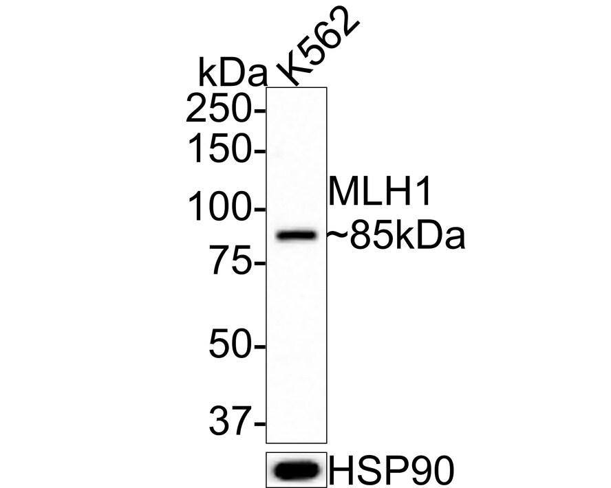MLH1 Antibody (PD01-61)