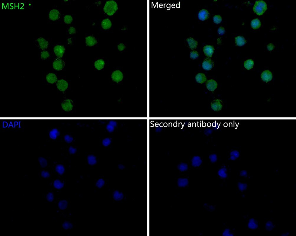 MSH2 Antibody (10G3-R)