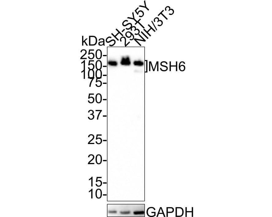 MSH6 Antibody (A4C4-R)