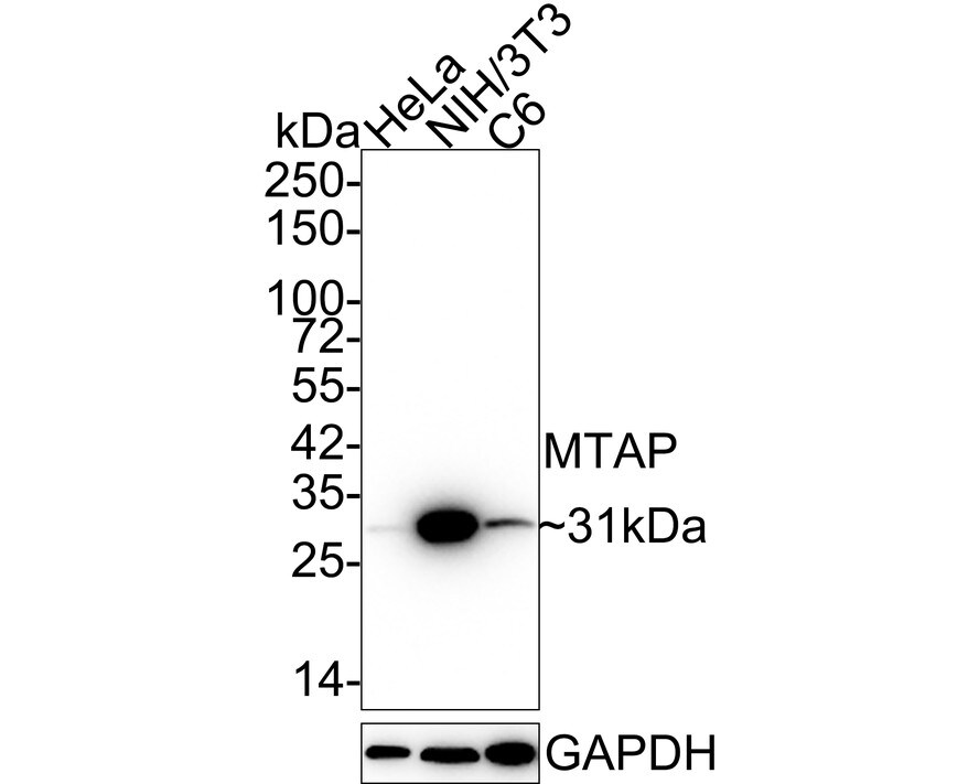 MTAP Antibody (JE63-74) Western Blot: MTAP Antibody (JE63-74) [NBP3-32610]