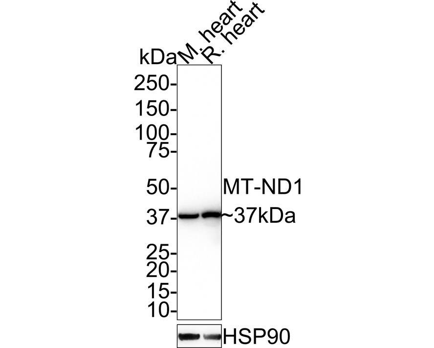 MT-ND1 Antibody (JE34-93) Western Blot: MT-ND1 Antibody (JE34-93) [NBP3-32613]