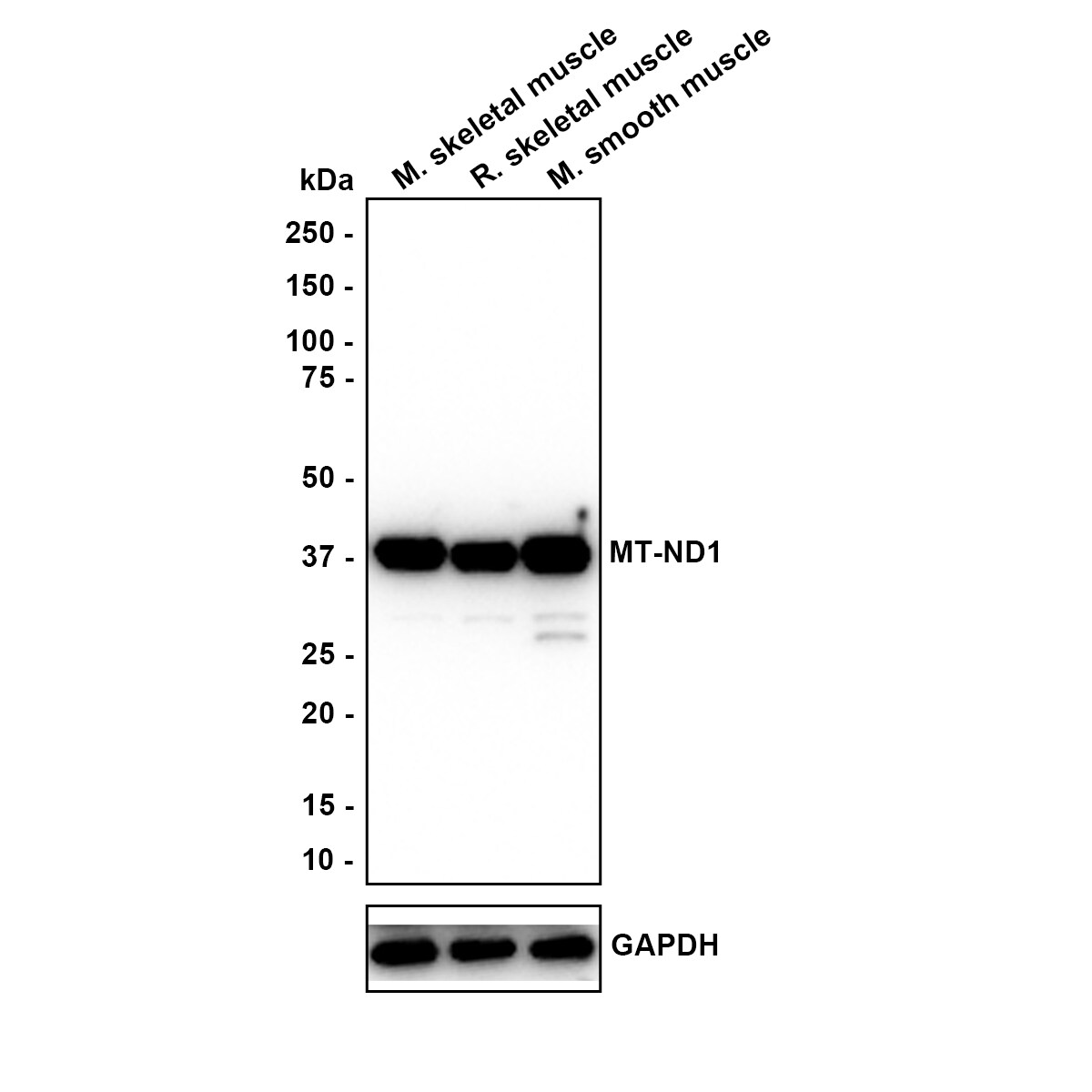 MT-ND1 Antibody (JE34-93) Western Blot: MT-ND1 Antibody (JE34-93) [NBP3-32613]