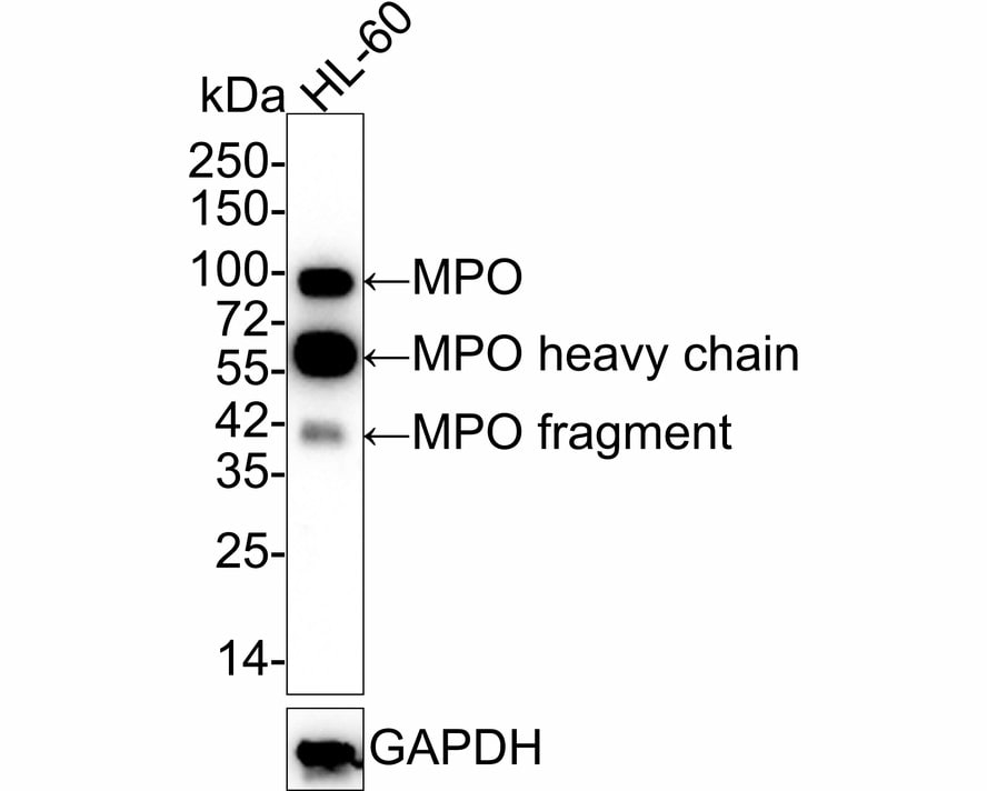 Myeloperoxidase/MPO Antibody (A1F2-R) Western Blot: Myeloperoxidase/MPO Antibody (A1F2-R) [NBP3-32623]