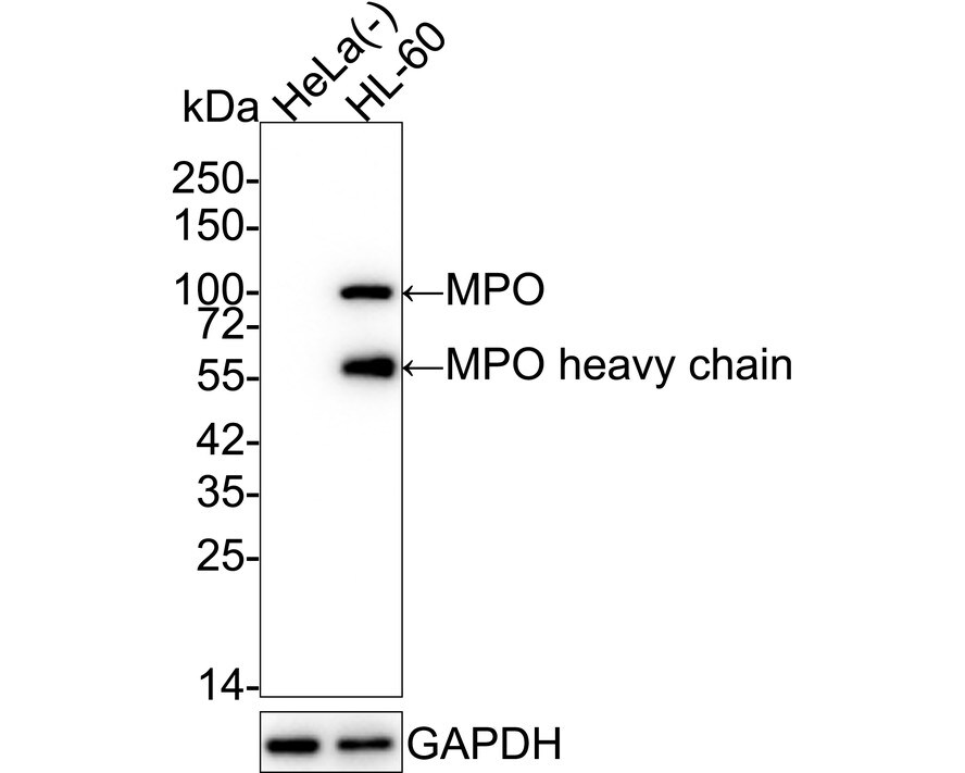 Myeloperoxidase/MPO Antibody (PD00-20) Western Blot: Myeloperoxidase/MPO Antibody (PD00-20) [NBP3-32624]