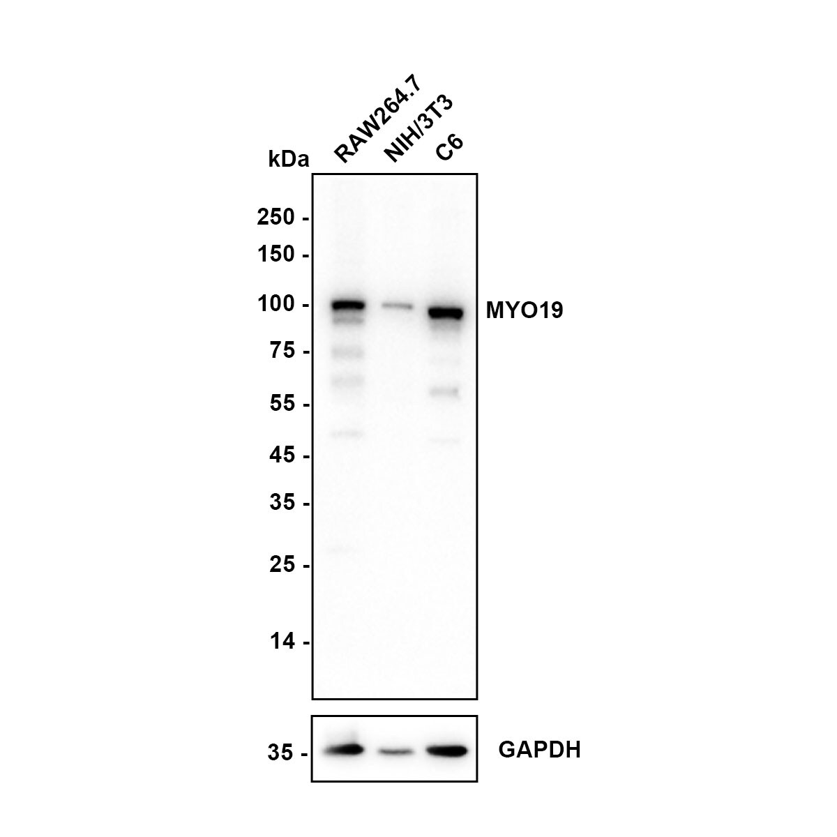 MYO19 Antibody (JE64-30) Western Blot: MYO19 Antibody (JE64-30) [NBP3-32628]