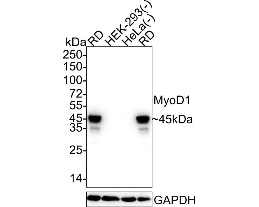 MyoD Antibody (JE60-47) Western Blot: MyoD Antibody (JE60-47) [NBP3-32630]