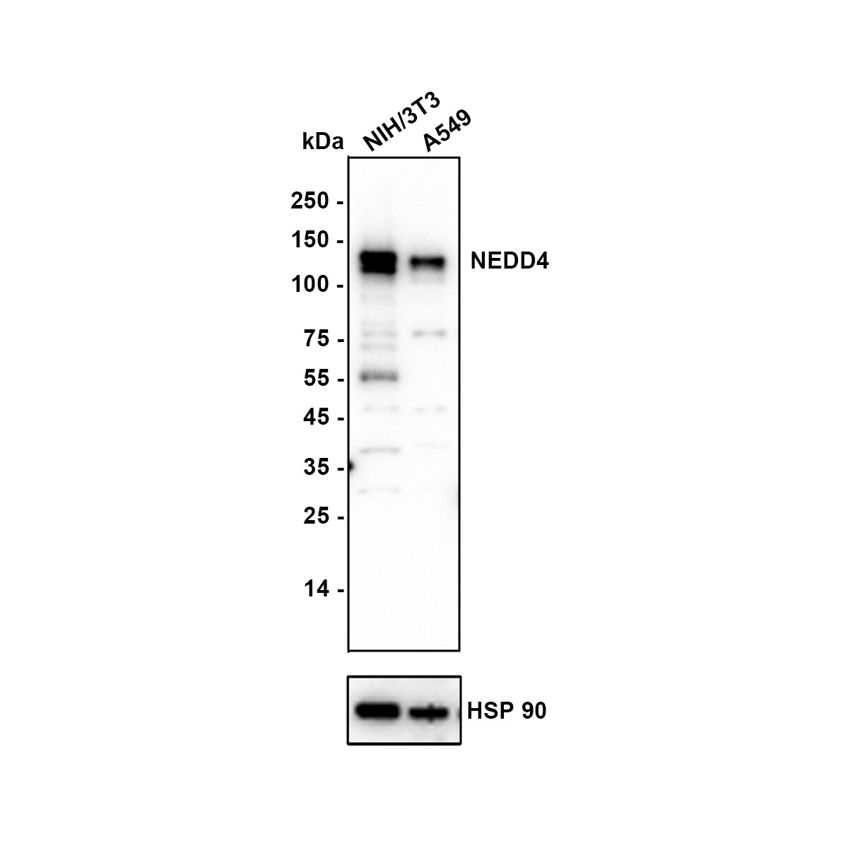 NEDD4 Antibody (JE35-58) Western Blot: NEDD4 Antibody (JE35-58) [NBP3-32641]