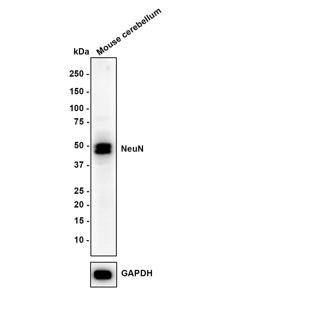 RBFOX3/NeuN Antibody (PD01-45) Western Blot: RBFOX3/NeuN Antibody (PD01-45) [NBP3-32644]
