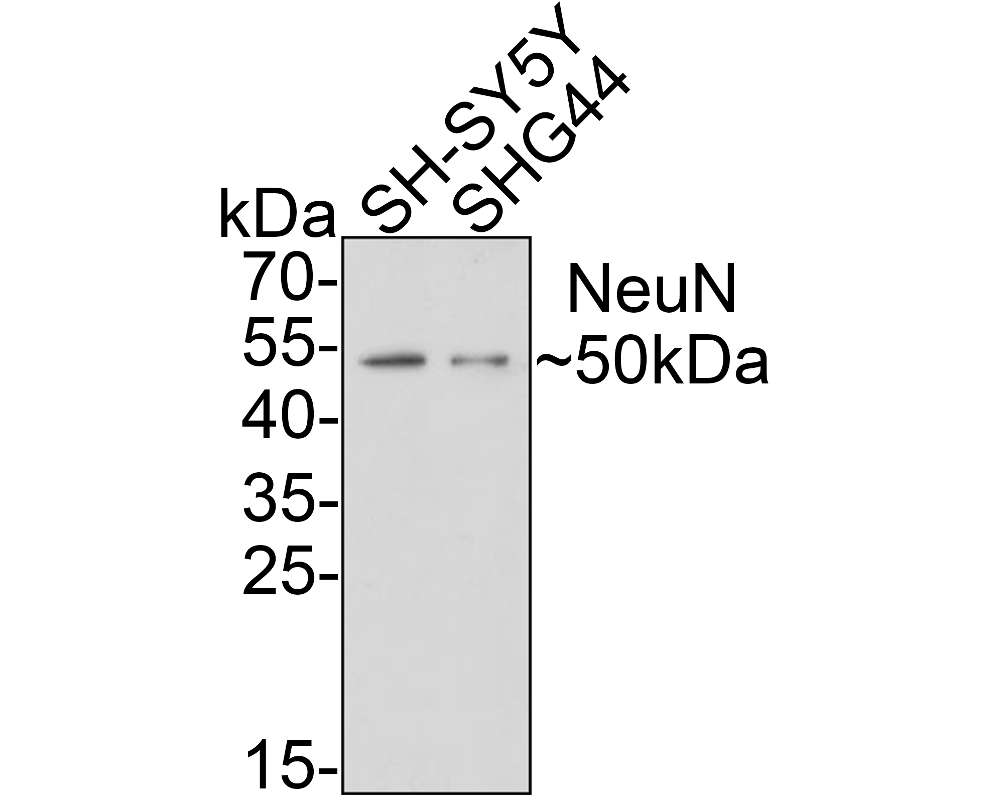 RBFOX3/NeuN Antibody (PD01-45) Western Blot: RBFOX3/NeuN Antibody (PD01-45) [NBP3-32644]