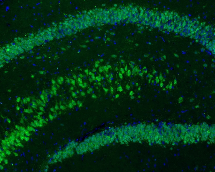 RBFOX3/NeuN Antibody (PD01-45)