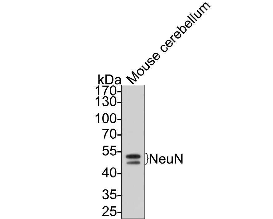 RBFOX3/NeuN Antibody (PD01-45)