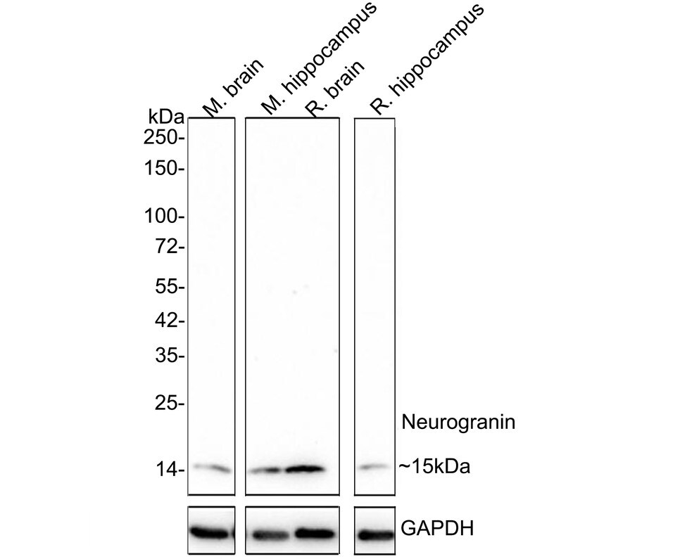Neurogranin Antibody (PSH02-96) Western Blot: Neurogranin Antibody (PSH02-96) [NBP3-32645]
