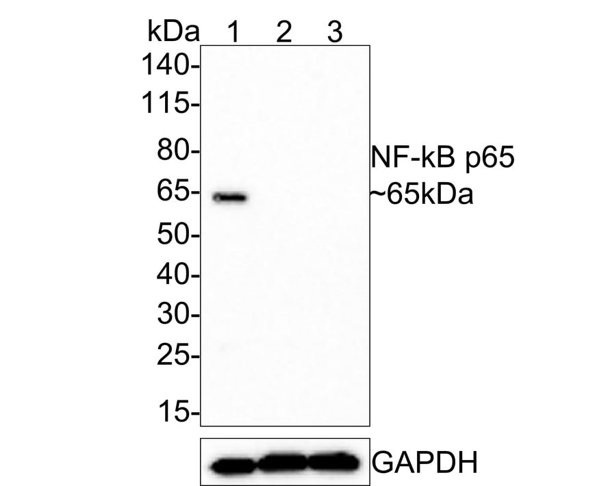 RelA/NFkB p65 Antibody (PSH0-27) Western Blot: RelA/NFkB p65 Antibody (PSH0-27) [NBP3-32648]