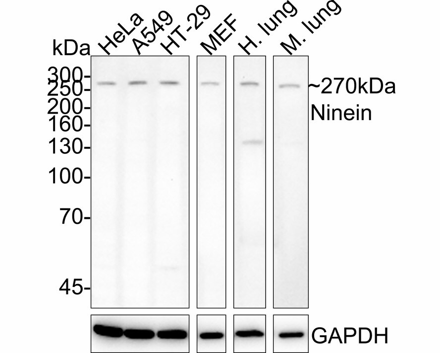 Ninein Antibody (PSH03-23) Western Blot: Ninein Antibody (PSH03-23) [NBP3-32651]