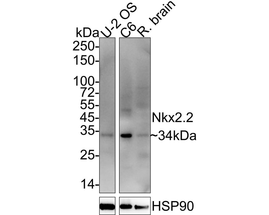 NKX2.2 Antibody (JE60-66) Western Blot: NKX2.2 Antibody (JE60-66) [NBP3-32654]