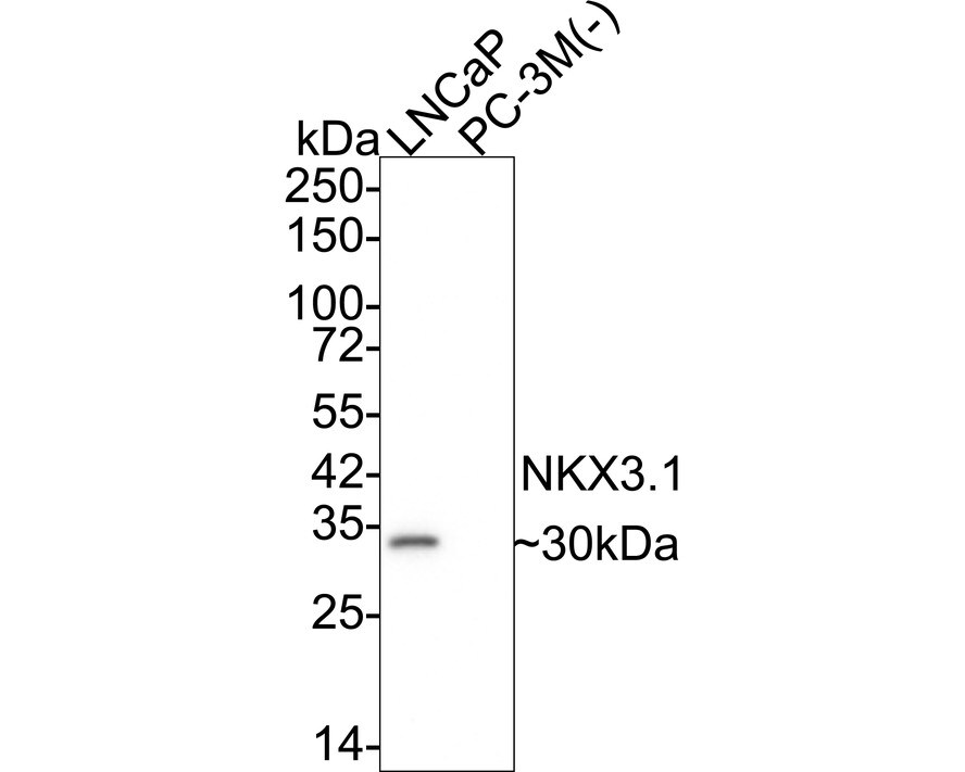 NKX3.1 Antibody (JE36-27) Western Blot: NKX3.1 Antibody (JE36-27) [NBP3-32655]