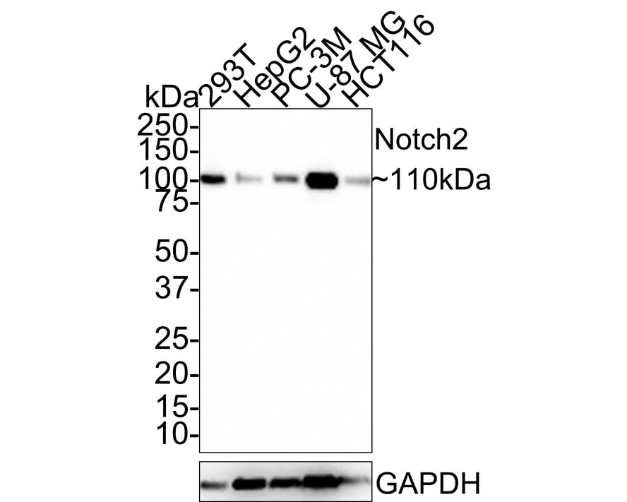 Notch-2 Antibody (PSH0-55)