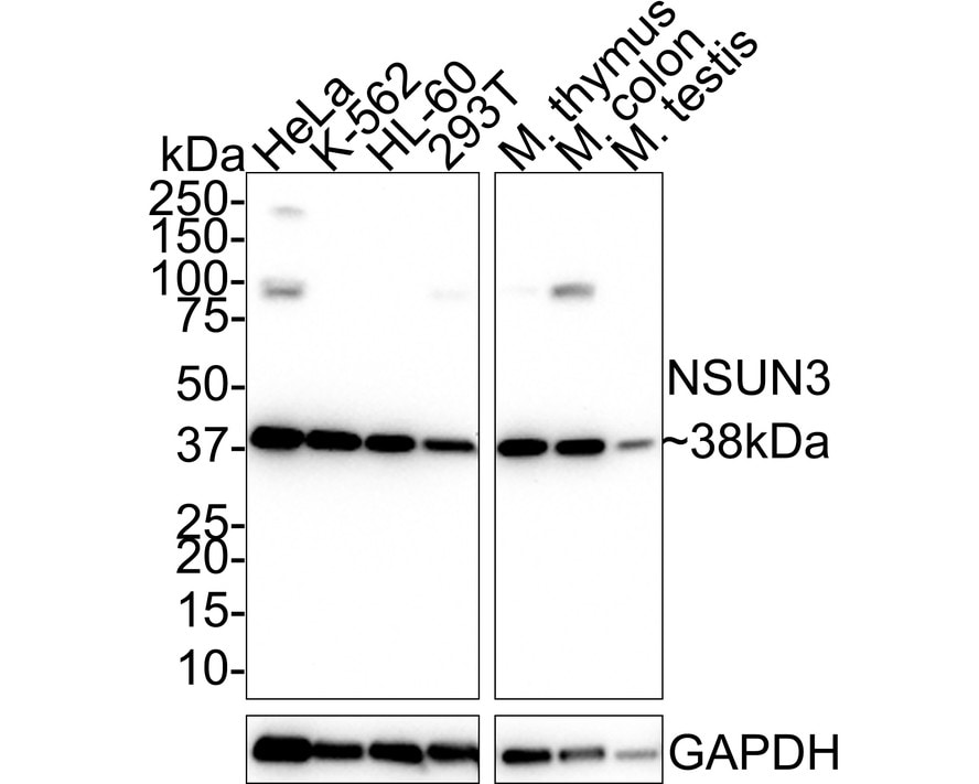 NSUN3 Antibody (PSH01-97) Western Blot: NSUN3 Antibody (PSH01-97) [NBP3-32665]