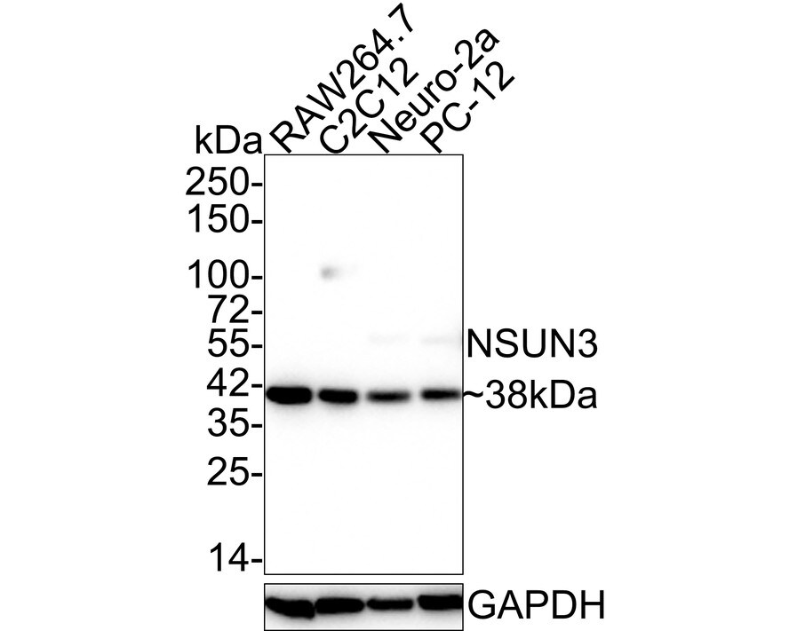 NSUN3 Antibody (PSH01-97) Western Blot: NSUN3 Antibody (PSH01-97) [NBP3-32665]