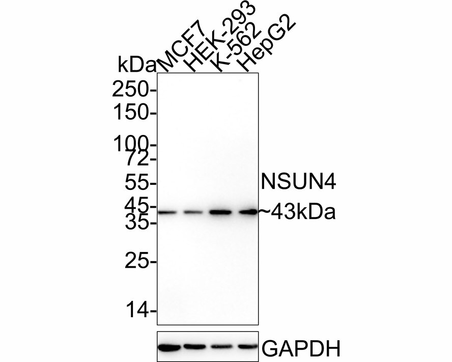 NSUN4 Antibody (4G3-R) Western Blot: NSUN4 Antibody (4G3-R) [NBP3-32666]