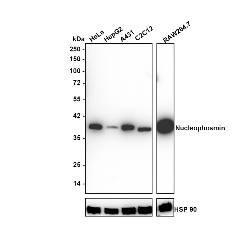 NPM1 Antibody (PD00-91) Western Blot: NPM1 Antibody (PD00-91) [NBP3-32669]