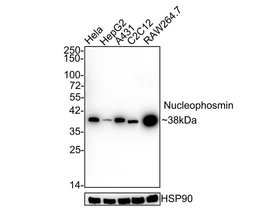 NPM1 Antibody (PD00-91)