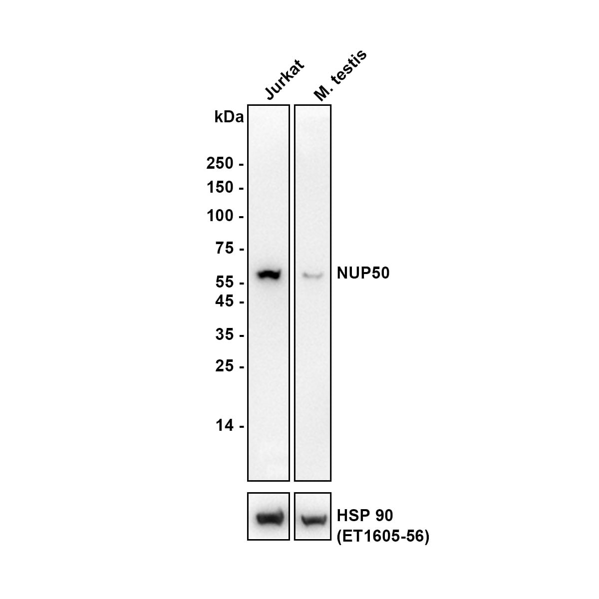 NUP50 Antibody (JE64-06) Western Blot: NUP50 Antibody (JE64-06) [NBP3-32671]