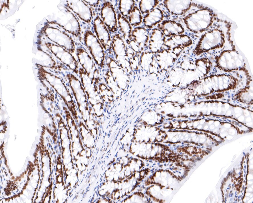 NUP50 Antibody (JE64-06)