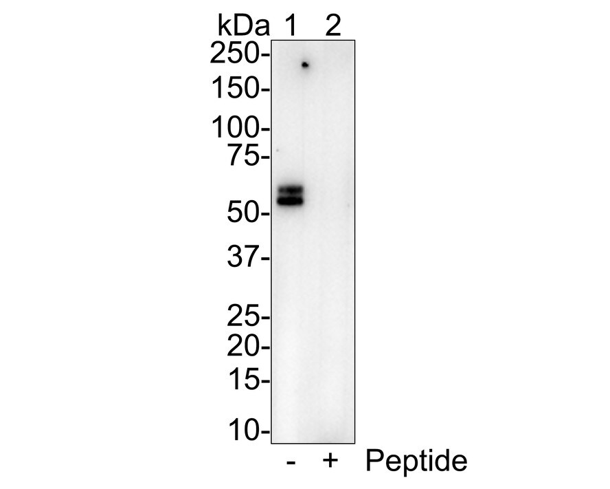 OLFM4 Antibody (PSH01-37)