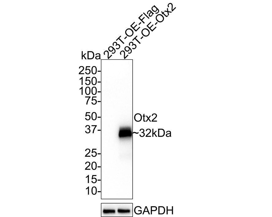 Otx1/2 Antibody (PSH01-62)