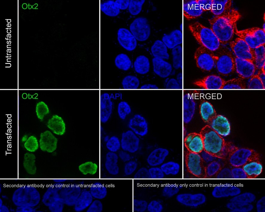Otx1/2 Antibody (PSH01-62)