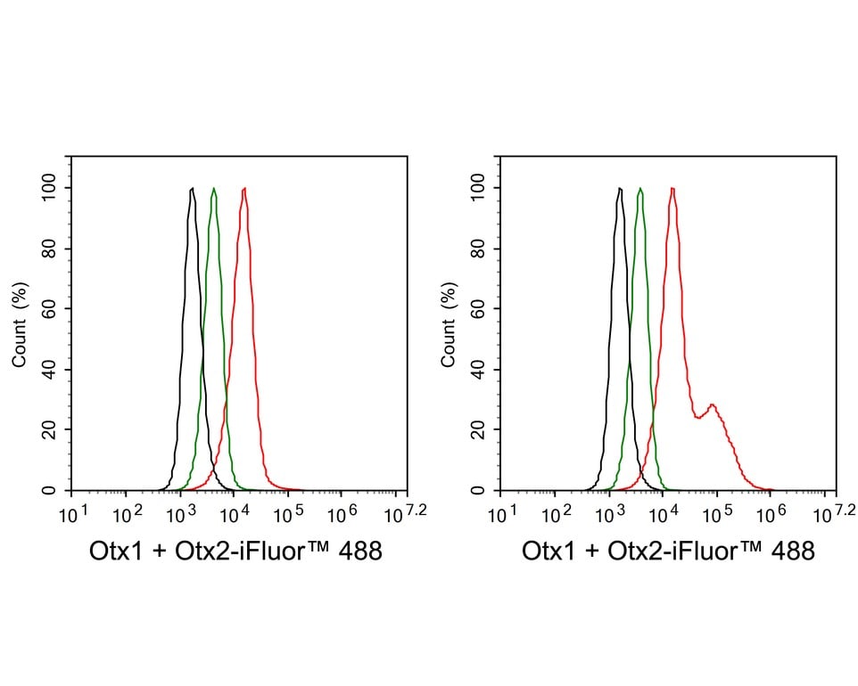 Otx1/2 Antibody (PSH01-62)