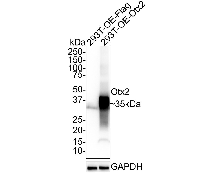 Otx2 Antibody (PSH01-61) Western Blot: Otx2 Antibody (PSH01-61) [NBP3-32683]