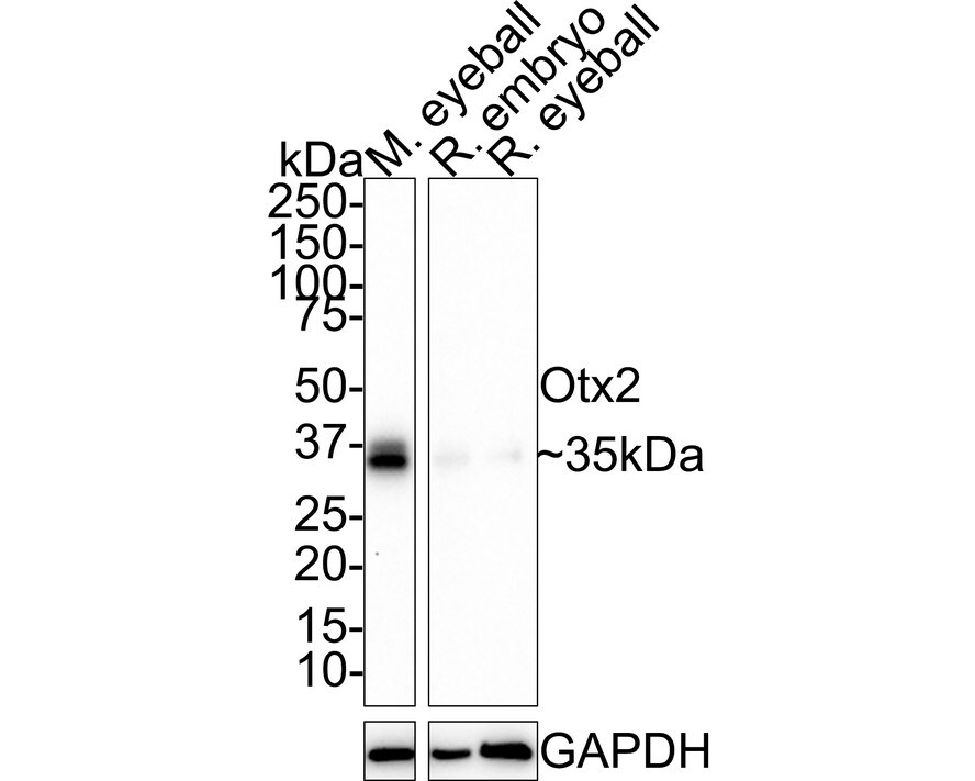 Otx2 Antibody (PSH01-61) Western Blot: Otx2 Antibody (PSH01-61) [NBP3-32683]