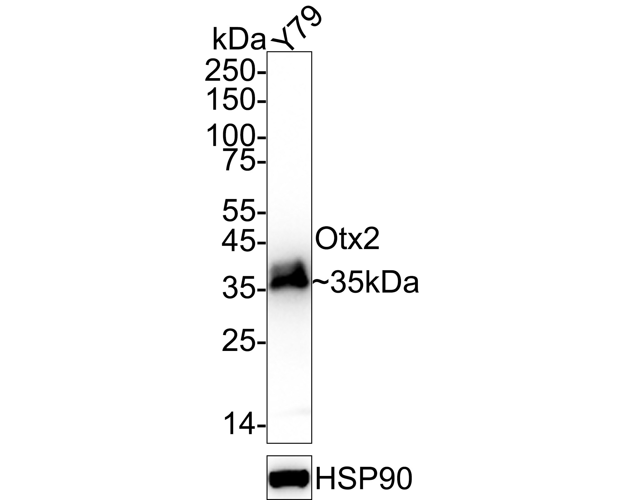 Otx2 Antibody (PSH01-61) Western Blot: Otx2 Antibody (PSH01-61) [NBP3-32683]