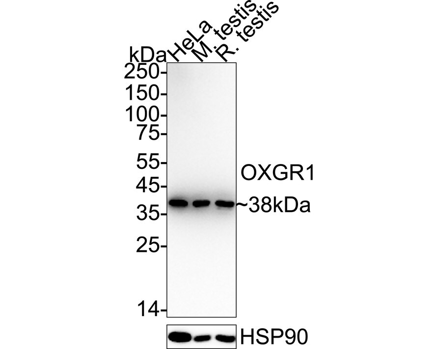OXGR1/GPR80/P2Y15 Antibody (JE64-04) Western Blot: OXGR1/GPR80/P2Y15 Antibody (JE64-04) [NBP3-32684]
