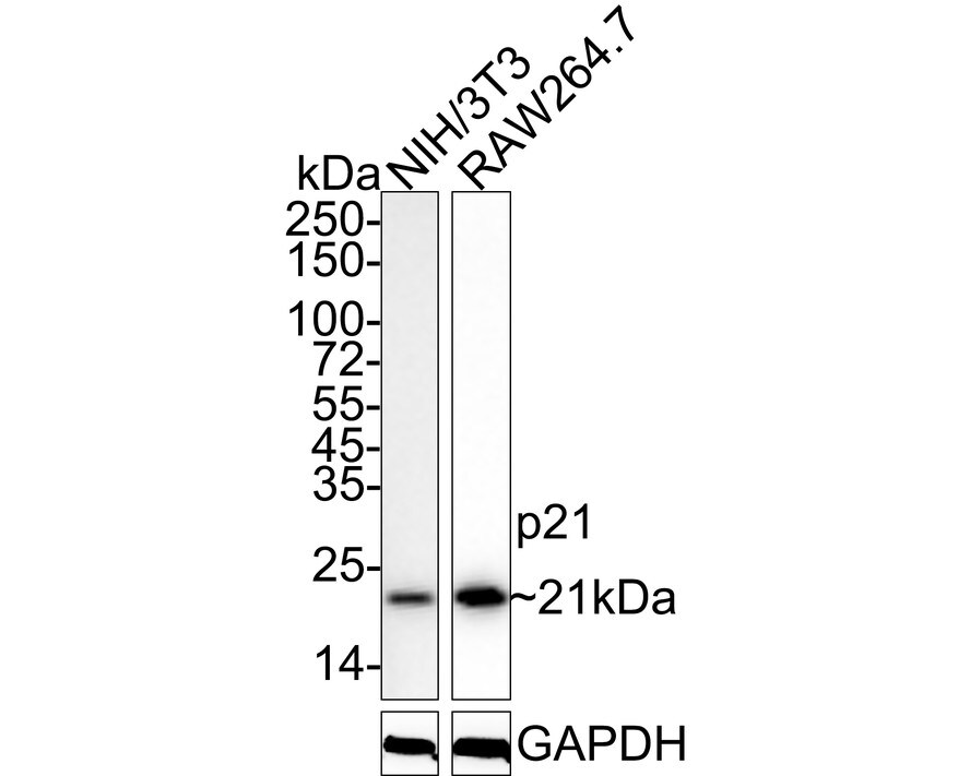 p21/CIP1/CDKN1A Antibody (PSH03-93) Western Blot: p21/CIP1/CDKN1A Antibody (PSH03-93) [NBP3-32691]