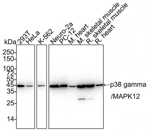 p38 gamma/SAPK3 Antibody (PSH03-58) Western Blot: p38 gamma/SAPK3 Antibody (PSH03-58) [NBP3-32693]