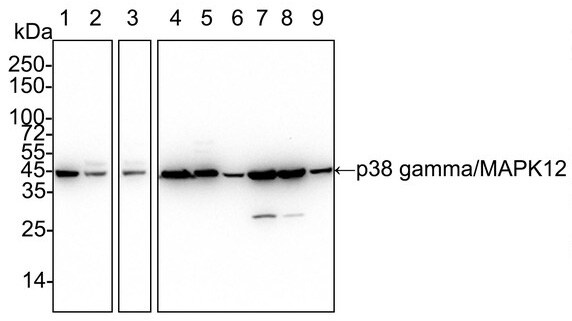 p38 gamma/SAPK3 Antibody (PSH03-58)