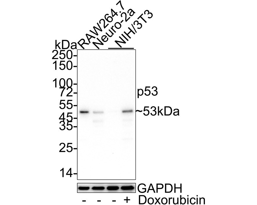 p53 Antibody (PSH03-95)