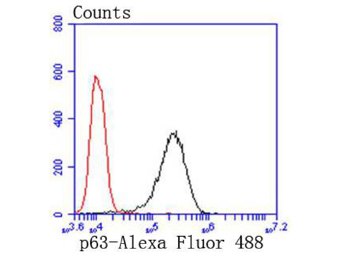 p63/TP73L Antibody (SC06-31)