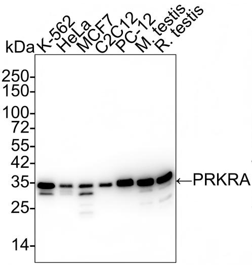PACT Antibody (PSH02-14) Western Blot: PACT Antibody (PSH02-14) [NBP3-32705]