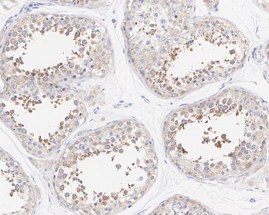 PACT Antibody (PSH02-14)
