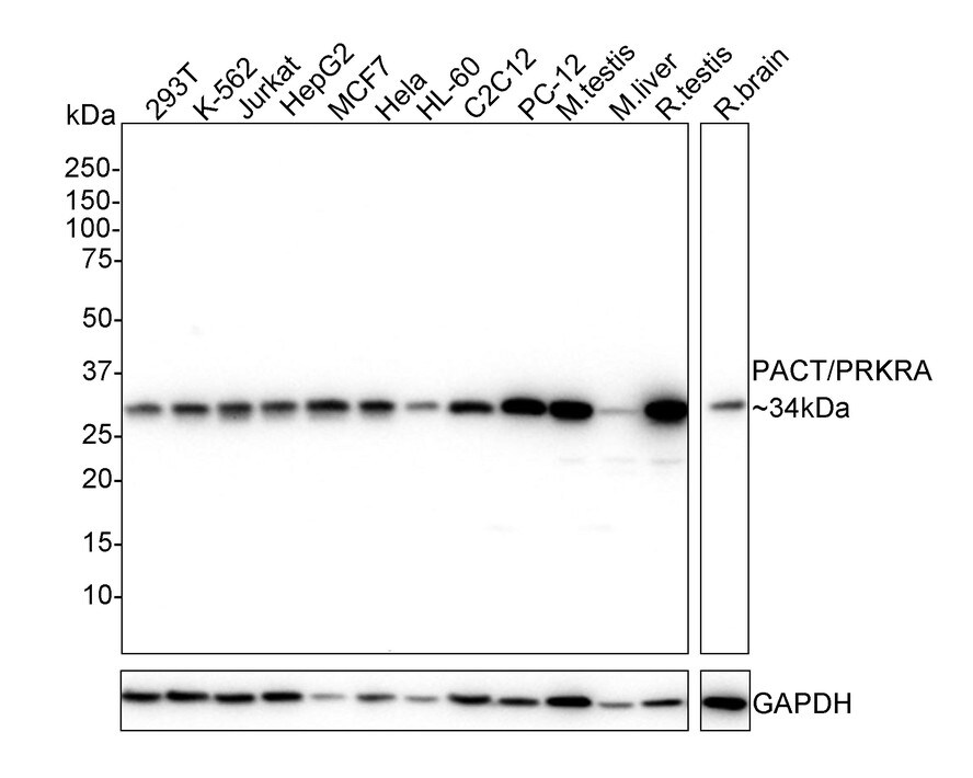 PACT Antibody (PSH02-15) Western Blot: PACT Antibody (PSH02-15) [NBP3-32706]