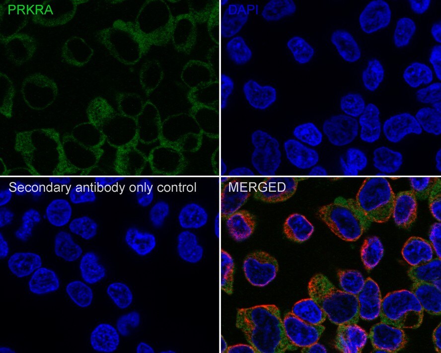 PACT Antibody (PSH02-15)