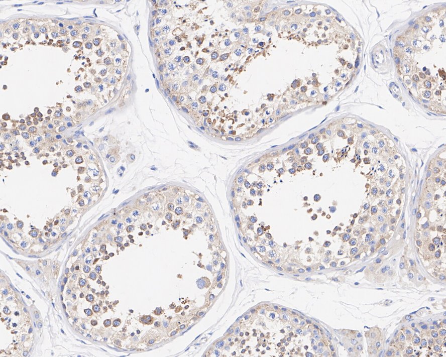 PACT Antibody (PSH02-15)